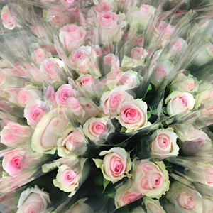 1000 roses packed per piece roses packed per piece