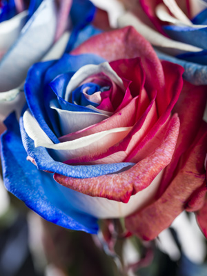 Red-white-blue roses