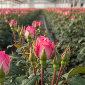 Sustainability Timaflor Sustainability Timaflor