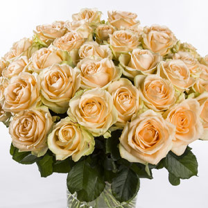 Salmon-coloured roses Salmon-coloured roses