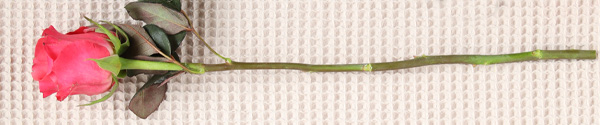 Order 1 Long life rose Order 1 Long life rose
