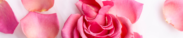 Scatter rose petals Rose petals
