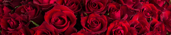 Red roses Red roses