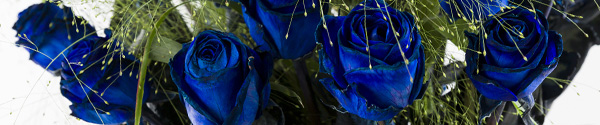 Blue rose bouquet Blue roses and panicum