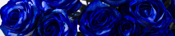 Order blue roses Blue roses
