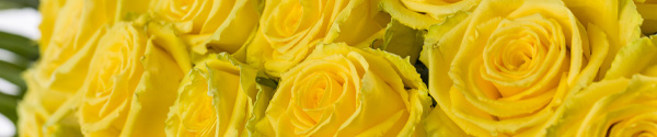 Yellow roses Yellow roses