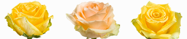 Yellow roses Yellow roses