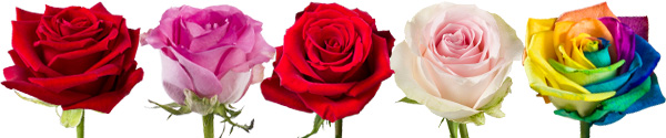 Order 1 rose Order 1 rose