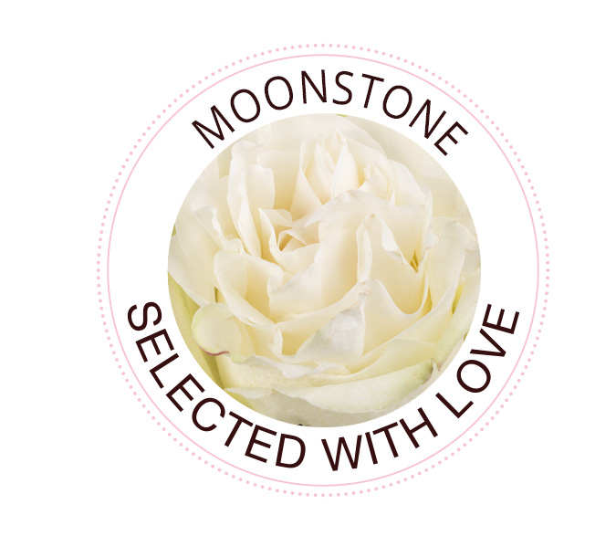 Moonstone rose