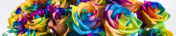 Rainbow roses