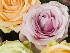 Avalanche Sweet Avalanche Sweet Rose