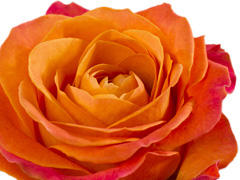 Devoted rose Devoted rose