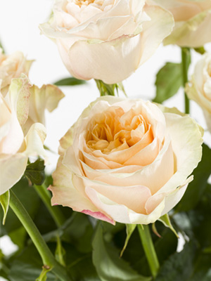 Victorian roses Victorian rose