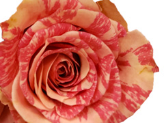 The Fiësta rose The Fiësta rose