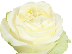 Lady Lindsay rose Lady Lindsay rose