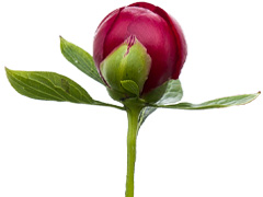 Red Charm peony Red Charm peony