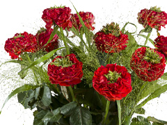 Red Eye roses Red Eye bouquet