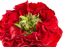 Red Eye rose Red Eye rose