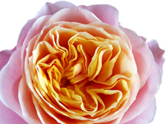 Vuvuzela Vuvuzela rose