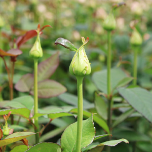 Growing roses sustainably Growing roses sustainably