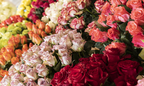 Blog: Symbolism of rose colours