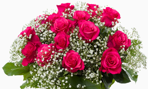 Pink roses with gypsophila Tacazzi roses with gypsophila