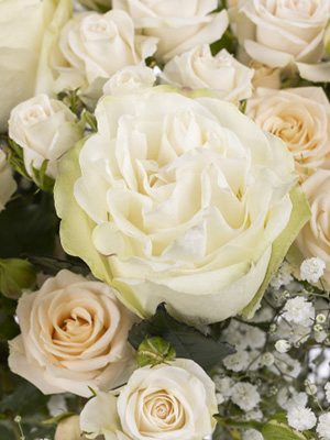 White Moonstone roses White Moonstone roses
