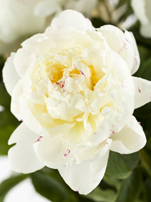 White peony White peony