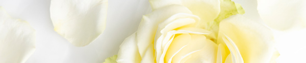 White rose petals