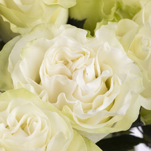 Moonstone rose Moonstone rose