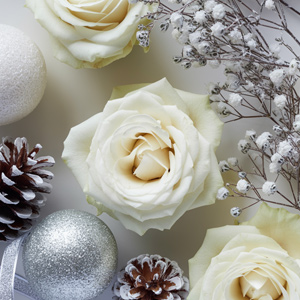 White roses in winter