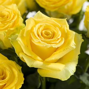 Yellow roses Yellow roses